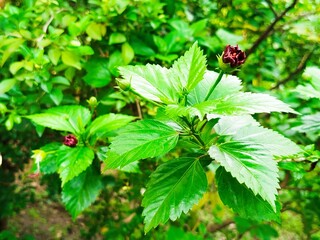 flower
