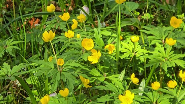 Many bright yellow-golden buttercup blooms in a meadow and moves in the wind.