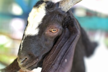 Close-up of a black and white goat, highlighting its expressive eye and long floppy ears. The...