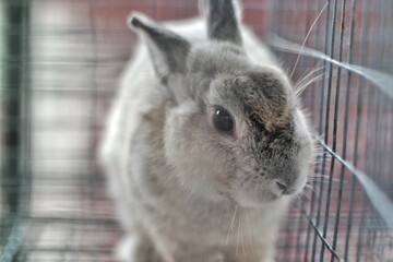 Close-up of a fluffy rabbit in a cage, showcasing its soft fur and curious expression. The blurred...