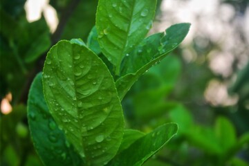 Close-up of fresh green leaves with water droplets, highlighting nature's vibrant details and...