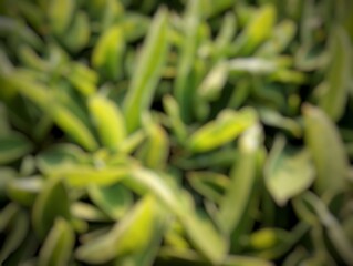 A blurred, abstract image of green foliage, creating a soft, out-of-focus texture. The natural colors and organic shapes suggest a garden or outdoor scene, emphasizing an artistic, dreamlike feel