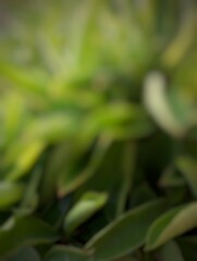 An abstract, blurred image of green leaves, creating a soft, dreamy texture. The indistinct shapes and natural colors provide a calming, organic feel, perfect for backgrounds or artistic designs.