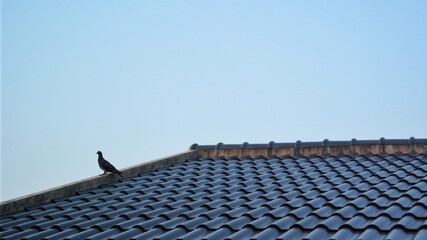 A solitary bird perched on a tiled rooftop against a clear blue sky, creating a minimalist and...