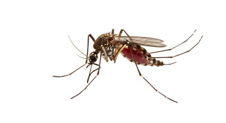 etailed Macro of Blood-Fed Mosquito - Profile View with Extended Proboscis Anopheles Mosquito Close-Up - Striped Body with Translucent Wings isolated on transparent background