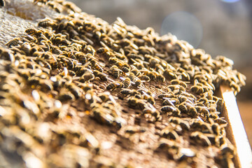 closeup shot of bee worker in hive frame at the fresh honey harvest, healthy nutrition, sunny day,...