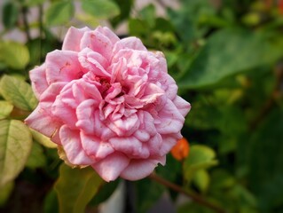 A close-up of a Damask Rose in full bloom with soft pink petals, set against a background of green...