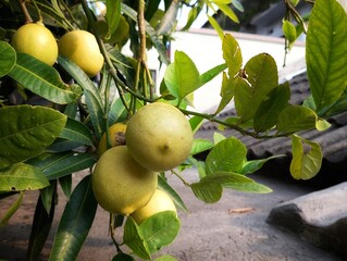 A branch laden with unripe lemons hanging from a tree, surrounded by vibrant green leaves. The warm...