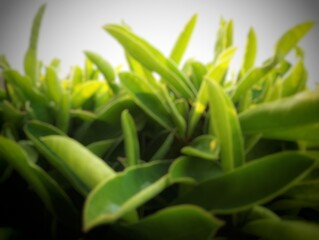 A close-up of green leaves with an intentional blur effect in the background. The vibrant colors and soft focus create a serene, artistic representation of nature