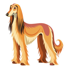 Afghan Hound