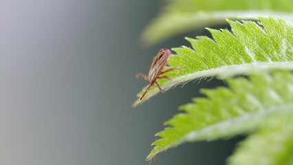 A detailed closeup of a tiny tick situated on a fern leaf showcases its unique features