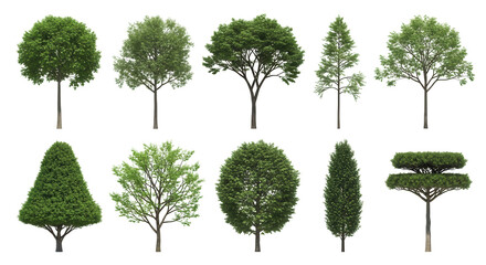 Different shaped trees collection for landscape design isolated PNG with Transparent Background