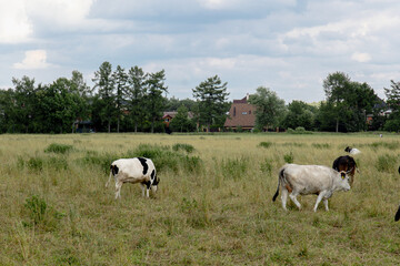 Cows grazing on dry grass pasture on a farm in summer cattle in field 
