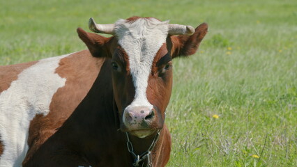 A Brown and White Cow Casually Grazing in a Beautiful, Green Lush Pasture Landscape