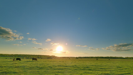 Fototapeta premium A Serene and Picturesque Pastoral Landscape at Sunset with Cattle Grazing Peacefully in the Field