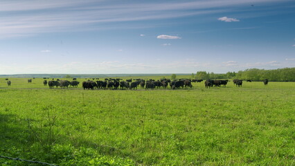 Fototapeta premium Cattle Grazing in a Beautiful and Serene Green Pasture Land Under the Clear Blue Sky