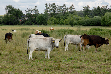 Cows grazing on dry grass pasture on a farm in summer cattle in field 