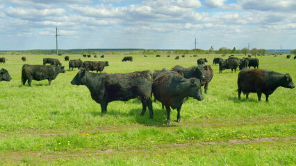 Black cattle peacefully grazing in the vast, open green pasture on a sunny day in nature