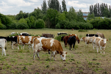 Obraz premium Cows grazing on dry grass pasture on a farm in summer cattle in field 