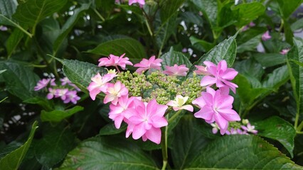 薄紫色の紫陽花