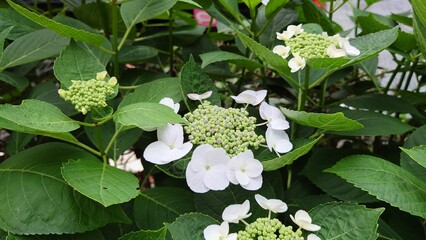 白い紫陽花