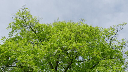 A Lush Green Tree Canopy Spreads Out Beneath a Beautiful Cloudy Sky Above Us Calmly