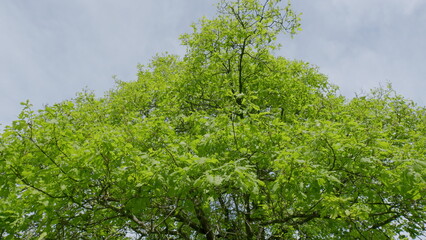 A Lush Green Tree Canopy That Sways Gently and Beautifully Beneath a Bright Blue Sky Above
