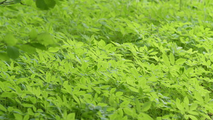 The Vibrant Green Foliage in Nature is a testament to the beauty and diversity of our ecosystem