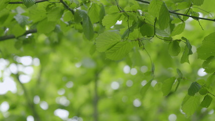 Vibrant and Lush Green Leaves Illuminated by Natural Light in the Beautiful Outdoors Area