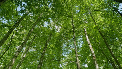 Lush Green Canopy A Beautiful and Captivating View from Below in the Dense and Vibrant Forest