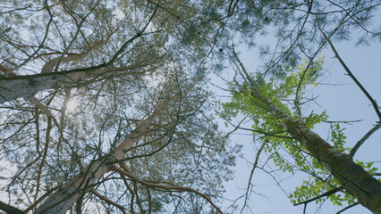 Gazing Up at Lush Trees in the Peaceful Open Space of Tranquil Nature All Around Me