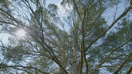 A Majestic Tree Standing Tall Under a Bright Blue Sky Bathed in Beautiful Sunlight
