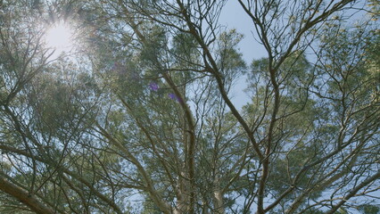 Captivating Canopy Sunlit Tree Branches Gracefully Framed Against a Clear Blue Sky