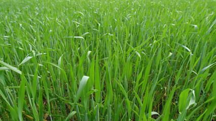 A Lush Green Grass Field that is currently in the Early Growth Stage of Development