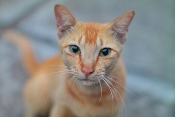 SAMSIntense Gaze CloseUp of a Ginger Cat with Piercing Green Eyes