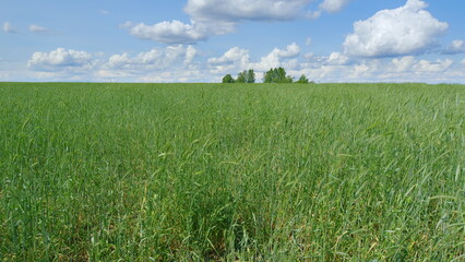 A Vast Lush Green Field Spreading Beneath a Clear Blue Sky with Fluffy White Clouds