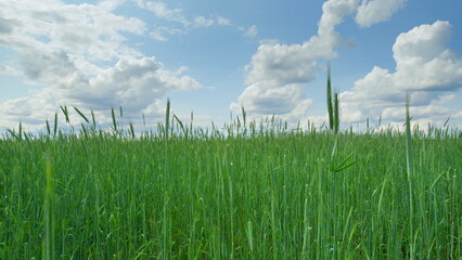 Fototapeta premium A Lush Green Field Spread Out Beautifully Beneath a Gorgeous and Clear Sky Above, Vast and Expansive