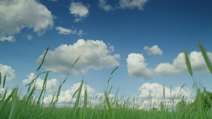 Lush, vibrant green fields stretching under a bright blue sky adorned with fluffy clouds