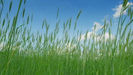 Vibrant and Lush Green Grass Spreading Out Beneath a Gorgeous Blue Sky Up Above in a Peaceful Scene