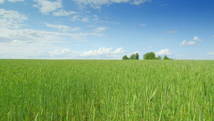 A Serene Green Field Under a Bright Blue Sky on a Lovely Day in Natures Embrace