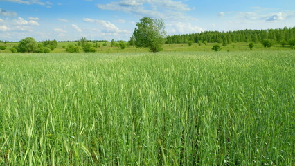 Fototapeta premium A Beautiful, Vibrantly Lush Green Field Nestled Beneath a Brilliantly Bright Blue Sky Above