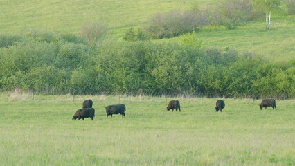 Cattle Grazing in a Beautiful Lush Green Pasture Beneath a Clear and Sunny Sky Above