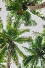 Fototapeta premium High angle view of coconut tree from below with cloudy sky background
