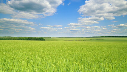 Fototapeta premium Time lapse. An Expansive Green Field stretches out under a Blue Sky adorned with fluffy Clouds