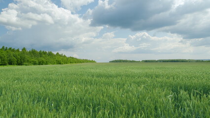 Lush Green Fields Stretching Out Beneath a Dramatic and Expansive Sky Filled with White Clouds