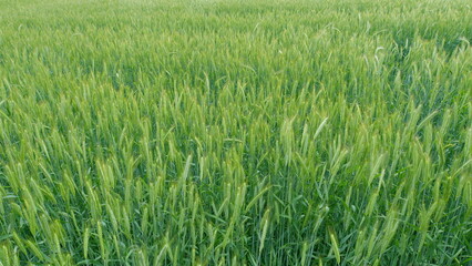 A Lush Green Wheat Field that is in a Vibrant Growth Stage, showcasing its beauty