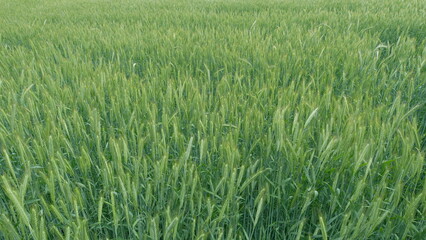 A Vast, Lush Green Wheat Field Thats Perfectly Ready for the Upcoming Harvest Season
