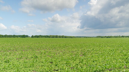 Expansive Green Fields Stretching Under a Dramatic and Striking Sky Above the Horizon