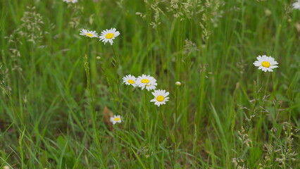 A Beautiful Field of Daisies in Full Bloom Natures Irresistible Beauty Captured Perfectly