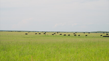 Obraz premium A picturesque and serene pastoral landscape features grazing cattle across green fields